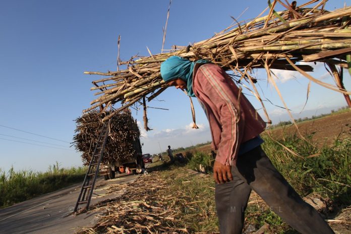Рабочий с филиппинских островов Негрос, где половина земли покрыто плантациями сахарного тростника, на которые приходится 60 % всего сахара, производимого в стране