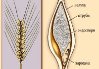 Ячменное зерно в разрезе
